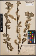 Foto von Salix cinerea L.